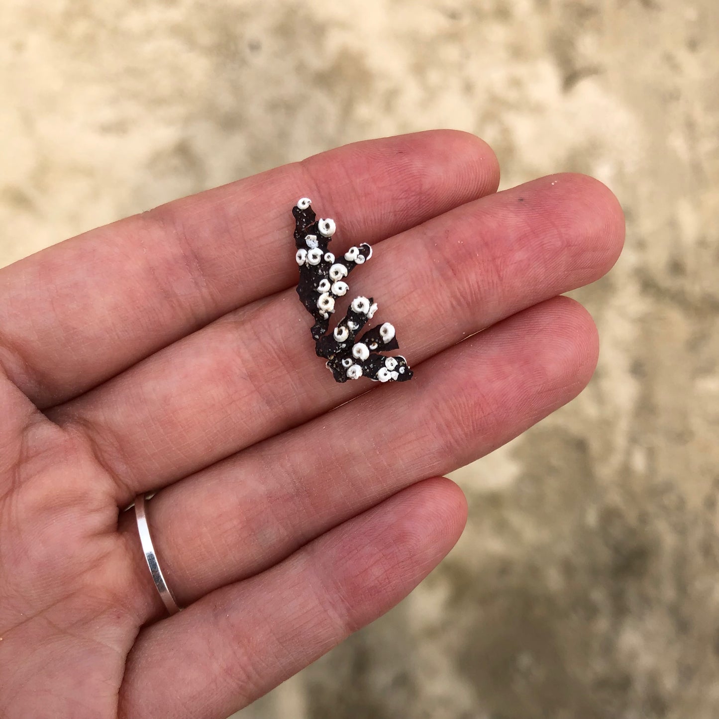 Puces d'oreilles torsadées N°9